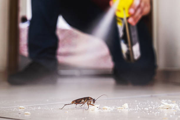 Best Spider Control Near Me  in Apple Creek, OH